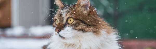 挪威森林猫绝育后怎么护理 猫绝育后护理