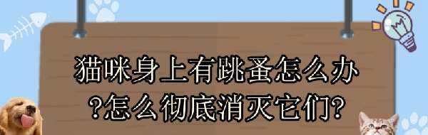 猫咪身上有跳蚤怎么办?怎么彻底消灭它们?