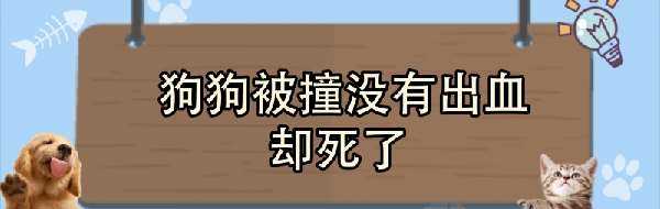 狗狗被撞没有出血却死了