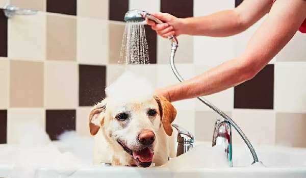 狗狗养护护理知识——洗澡篇