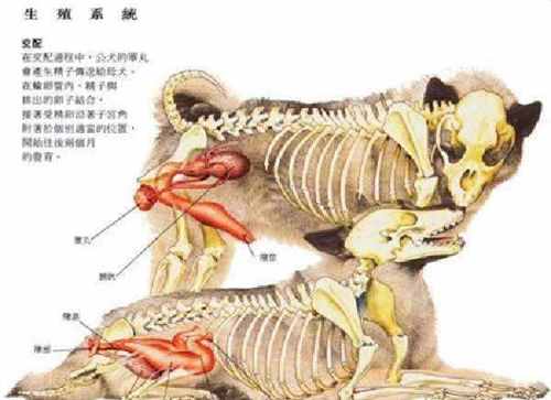 母狗|公狗生殖器图解