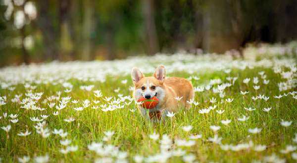 柯基犬爬楼梯危害