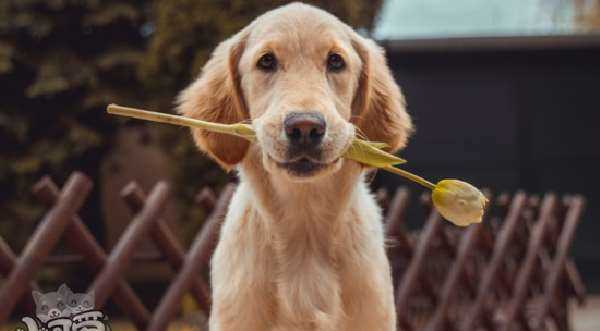 常见的伴侣犬有哪些 这几种狗狗非常受欢迎