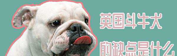 英国斗牛犬的缺点是什么