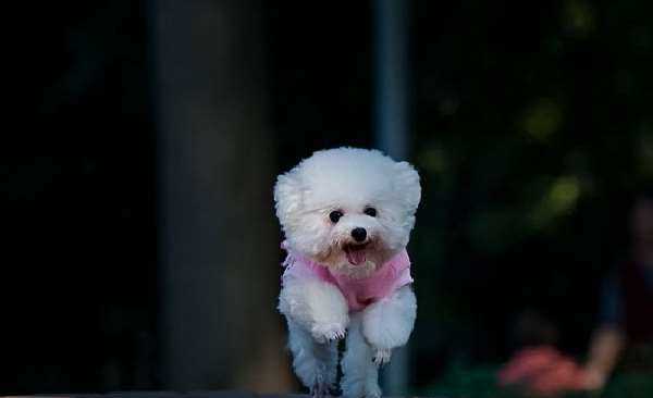 贵宾犬多少钱一只 纯种贵宾犬价格多少介绍