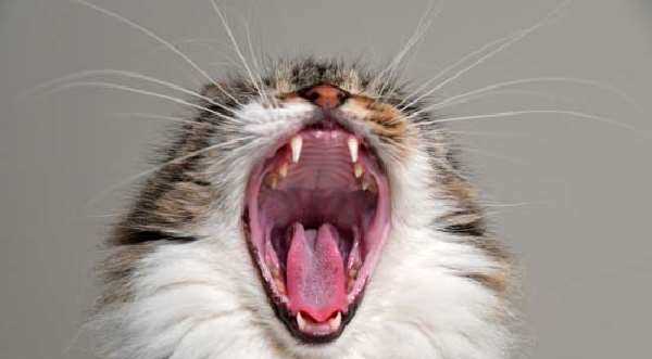 猫的舌头有多长