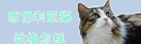 西伯利亚猫性格怎样