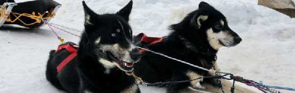 雪橇犬是什么狗