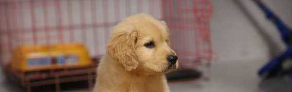 金毛幼犬价格一般多少，纯种小金毛多少钱一只