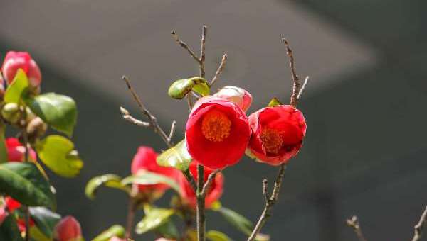 山茶花开花时怎么浇水，花期可以喷水吗