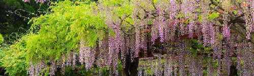 紫藤花盆栽几年才能开花