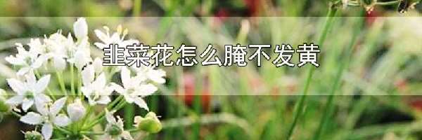 韭菜花怎么腌不发黄