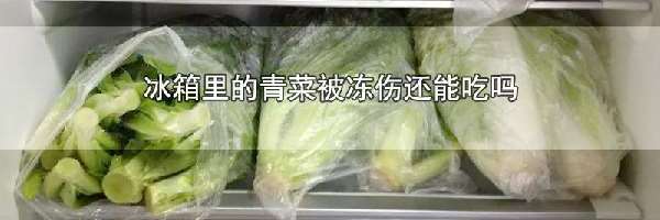 冰箱里的青菜被冻伤还能吃吗