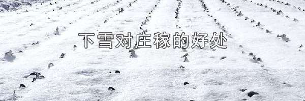 下雪对庄稼的好处