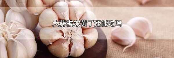 大蒜被冻黄了还能吃吗