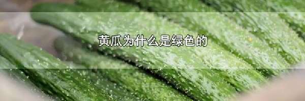 黄瓜为什么是绿色的