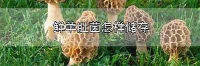 鲜羊肚菌怎样储存