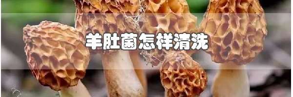 羊肚菌怎样清洗