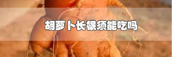 胡萝卜长根须能吃吗