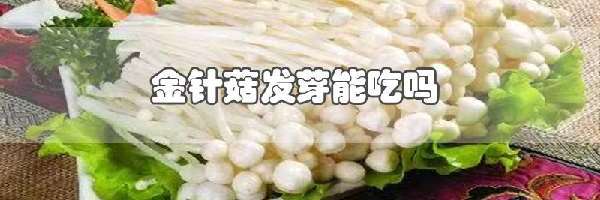 金针菇发芽能吃吗