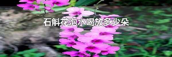 石斛花泡水喝放多少朵