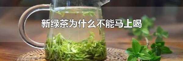 新绿茶为什么不能马上喝