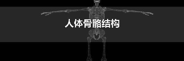 人体骨骼结构