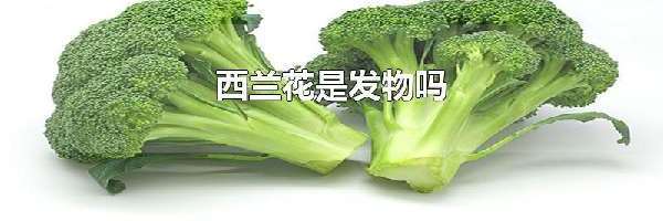 西兰花是发物吗