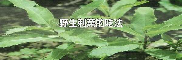 野生刺菜的吃法