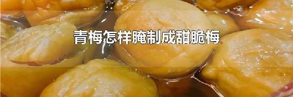 青梅怎样腌制成甜脆梅