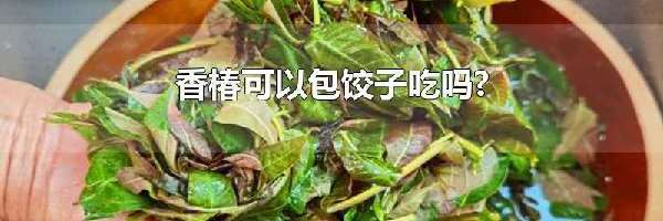 香椿可以包饺子吃吗?