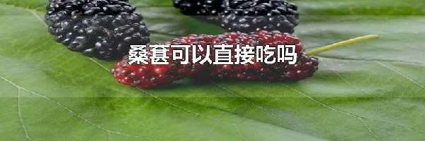 桑葚可以直接吃吗