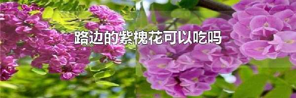 路边的紫槐花可以吃吗