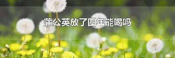 蒲公英放了四年能喝吗