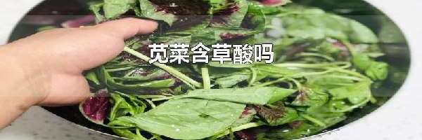 苋菜含草酸吗