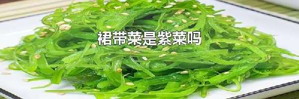 裙带菜是紫菜吗