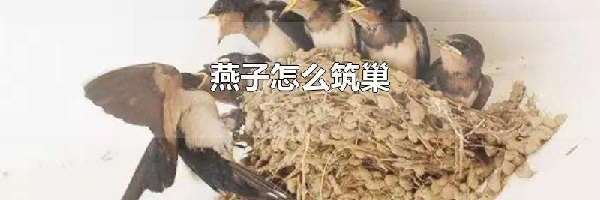 燕子怎么筑巢