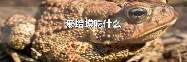 癞蛤蟆吃什么