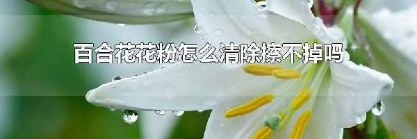 百合花花粉怎么清除擦不掉吗