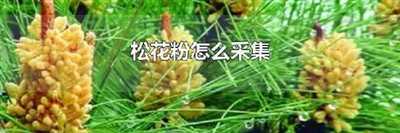 松花粉怎么采集