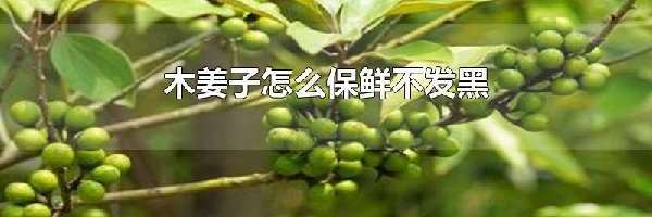 木姜子怎么保鲜不发黑