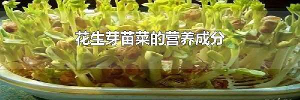 花生芽苗菜的营养成分