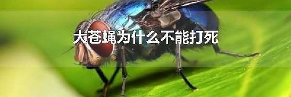 大苍蝇为什么不能打死