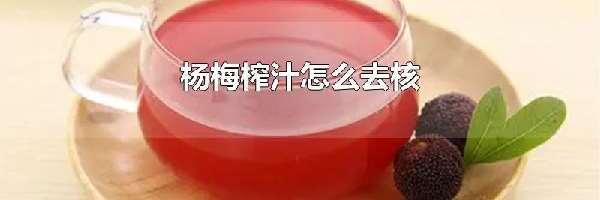 杨梅榨汁怎么去核