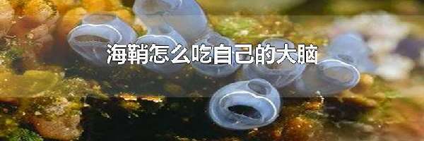 海鞘怎么吃自己的大脑