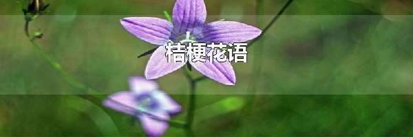 桔梗花语