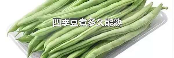 四季豆煮多久能熟