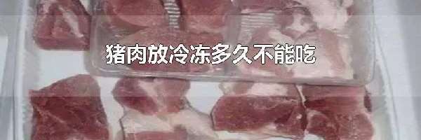 猪肉放冷冻多久不能吃