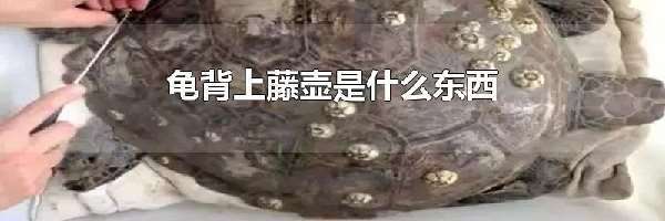 龟背上藤壶是什么东西