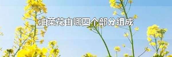 油菜花由哪四个部分组成